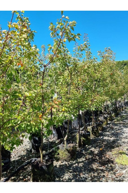 Абрикос Шедевр контейнер